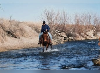 Muildier, Merrie, 13 Jaar, 142 cm, Roodbruin