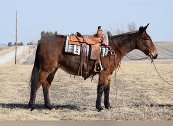 Muildier, Merrie, 13 Jaar, 142 cm, Roodbruin