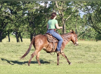 Muildier, Merrie, 13 Jaar, 145 cm, Falbe