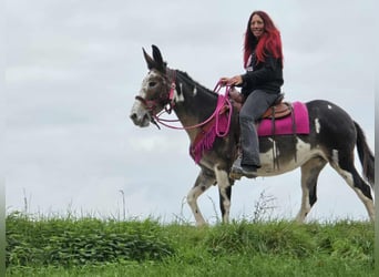 Muildier, Merrie, 13 Jaar, 145 cm, Gevlekt-paard