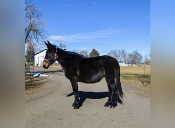 Muildier, Merrie, 13 Jaar, 173 cm, Zwart