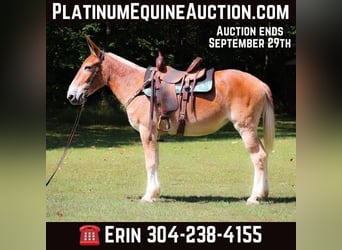 Muildier, Merrie, 13 Jaar, Roodvos