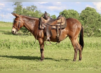 Muildier, Merrie, 14 Jaar, 145 cm, Falbe