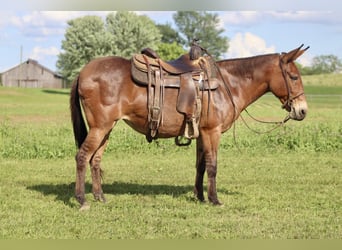 Muildier, Merrie, 14 Jaar, 145 cm, Falbe