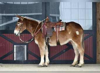 Muildier, Merrie, 14 Jaar, 157 cm, Roodvos