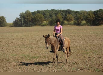 Muildier, Merrie, 14 Jaar, 162 cm, Falbe