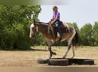 Muildier, Merrie, 15 Jaar, 142 cm, Roan-Bay