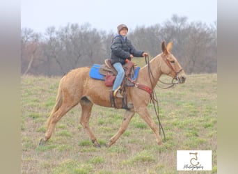 Muildier, Merrie, 15 Jaar, 147 cm, Palomino