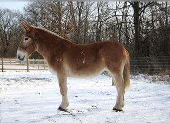 Muildier, Merrie, 15 Jaar, 160 cm, Roodvos