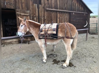 Muildier, Merrie, 15 Jaar, 160 cm, Roodvos