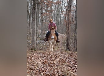 Muildier, Merrie, 15 Jaar, 160 cm, Roodvos