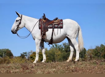 Muildier, Merrie, 15 Jaar, 160 cm, Schimmel