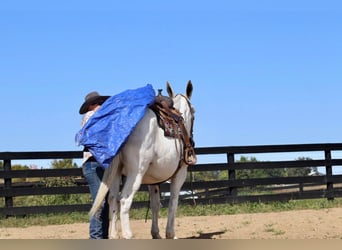 Muildier, Merrie, 15 Jaar, 160 cm, Schimmel