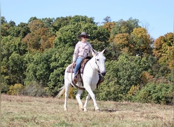 Muildier, Merrie, 15 Jaar, 160 cm, Schimmel