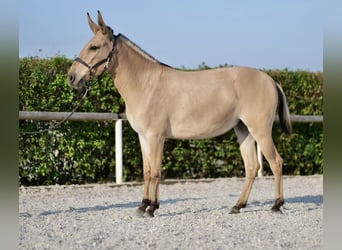 Muildier, Merrie, 2 Jaar, 145 cm, Falbe