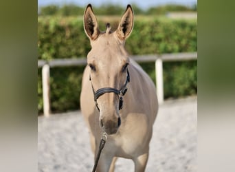 Muildier, Merrie, 2 Jaar, 145 cm, Falbe