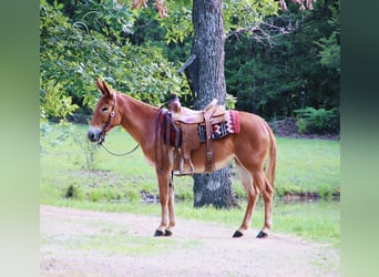 Muildier, Merrie, 3 Jaar, 132 cm, Roodvos