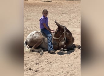 Muildier, Merrie, 3 Jaar, Donkere-vos
