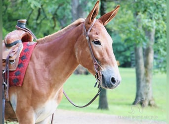 Muildier, Merrie, 4 Jaar, 132 cm, Roodvos