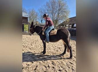 Muildier, Merrie, 4 Jaar, 156 cm, Bruin