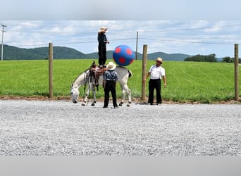 Muildier, Merrie, 5 Jaar, 147 cm, Schimmel