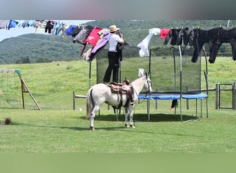 Muildier, Merrie, 5 Jaar, 147 cm, Schimmel