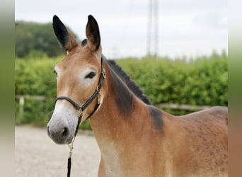 Muildier, Merrie, 5 Jaar, 157 cm, Brauner