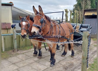 Muildier, Merrie, 5 Jaar, 172 cm, Brauner