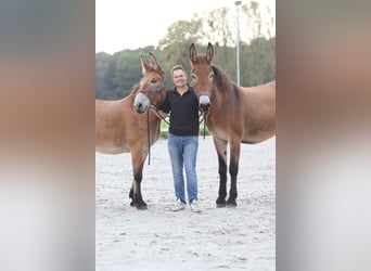 Muildier, Merrie, 5 Jaar, 172 cm, Brauner