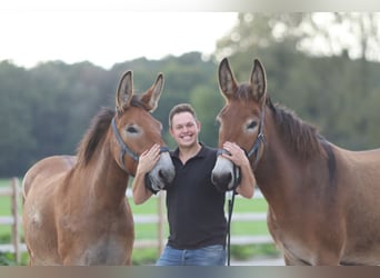 Muildier, Merrie, 5 Jaar, 172 cm, Brauner