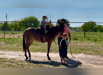 Muildier, Merrie, 6 Jaar, 132 cm, Falbe