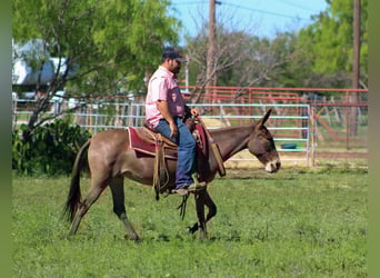 Muildier, Merrie, 6 Jaar, 132 cm, Falbe