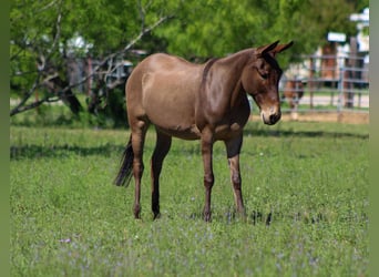 Muildier, Merrie, 6 Jaar, 132 cm, Falbe