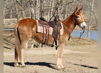 Muildier, Merrie, 6 Jaar, 150 cm, Roodvos