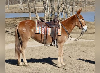 Muildier, Merrie, 6 Jaar, 150 cm, Roodvos