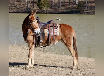 Muildier, Merrie, 6 Jaar, 150 cm, Roodvos