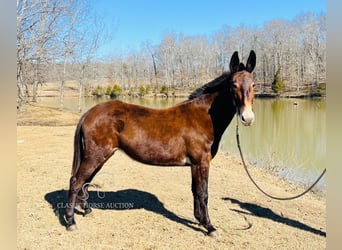 Muildier, Merrie, 6 Jaar, 152 cm, Donkerbruin