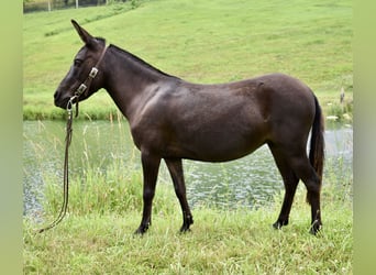 Muildier Mix, Merrie, 6 Jaar, 97 cm, Donkerbruin