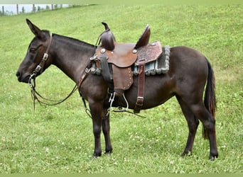 Muildier Mix, Merrie, 6 Jaar, 97 cm, Donkerbruin