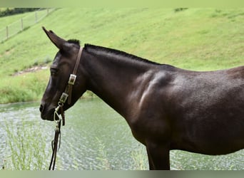 Muildier Mix, Merrie, 6 Jaar, 97 cm, Donkerbruin