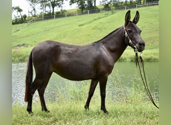 Muildier Mix, Merrie, 6 Jaar, 97 cm, Donkerbruin