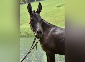 Muildier Mix, Merrie, 6 Jaar, 97 cm, Donkerbruin