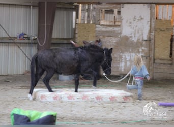 Muildier, Merrie, 7 Jaar, 102 cm, Zwart