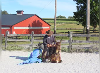Muildier, Merrie, 7 Jaar, 137 cm, Roodbruin