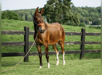 Muildier, Merrie, 7 Jaar, 137 cm, Roodbruin
