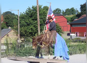 Muildier, Merrie, 7 Jaar, 137 cm, Roodbruin