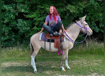 Muildier, Merrie, 7 Jaar, 140 cm, Falbe