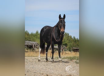 Muildier, Merrie, 7 Jaar, 145 cm, Zwart