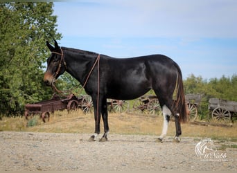 Muildier, Merrie, 7 Jaar, 145 cm, Zwart