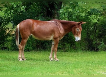 Muildier, Merrie, 7 Jaar, 155 cm, Roodvos